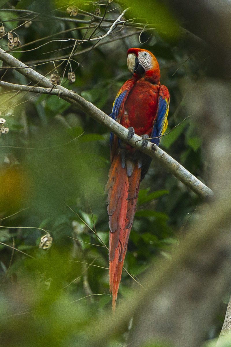 Scarlet macaw perched in Costa Rica rainforest