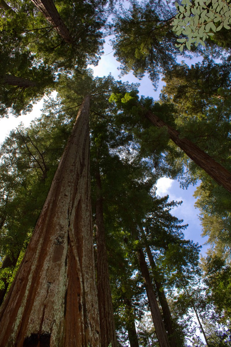 Old-growth coast redwoods at Big Basin Redwoods State Park