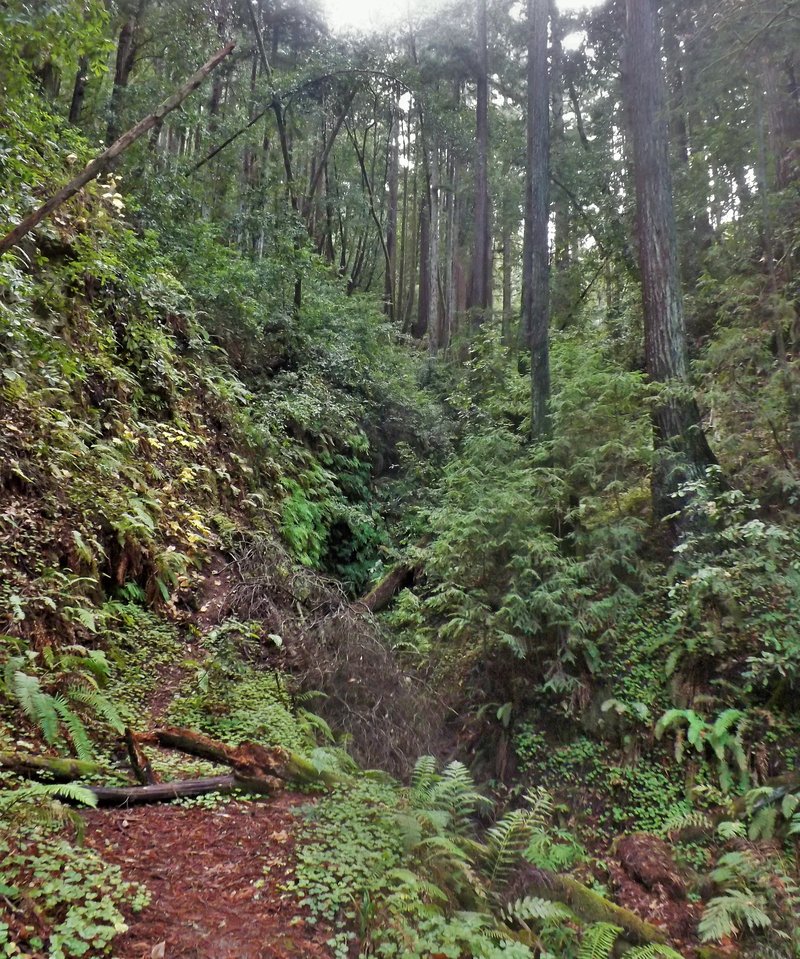 The Forest of Nisene Marks State Park