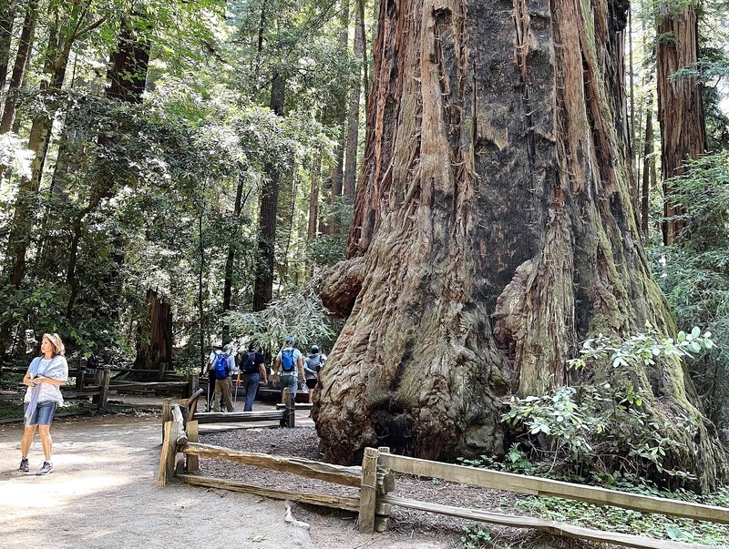 The Giant — ancient redwood at Henry Cowell Redwoods State Park