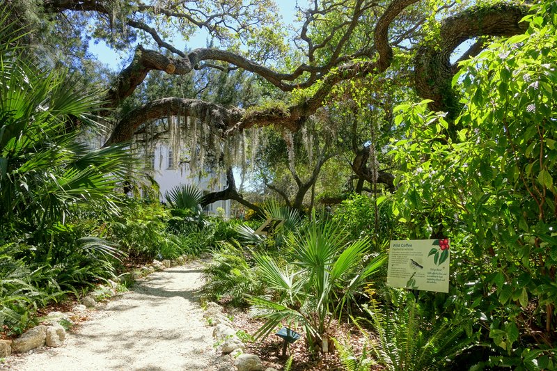 Marie Selby Botanical Gardens banyan grove
