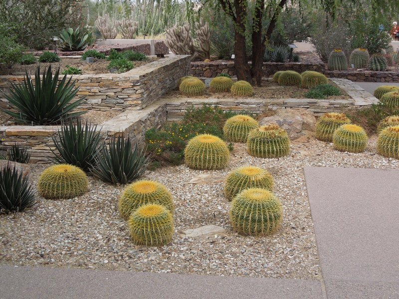 Desert Botanical Garden