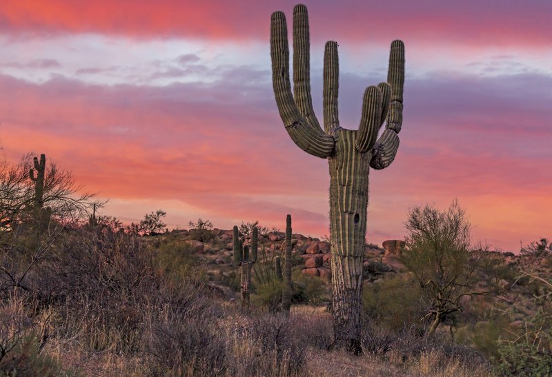 McDowell Sonoran Preserve