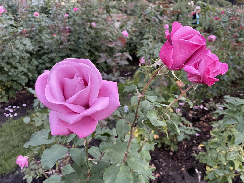 International Rose Test Garden, Washington Park, Portland, Oregon