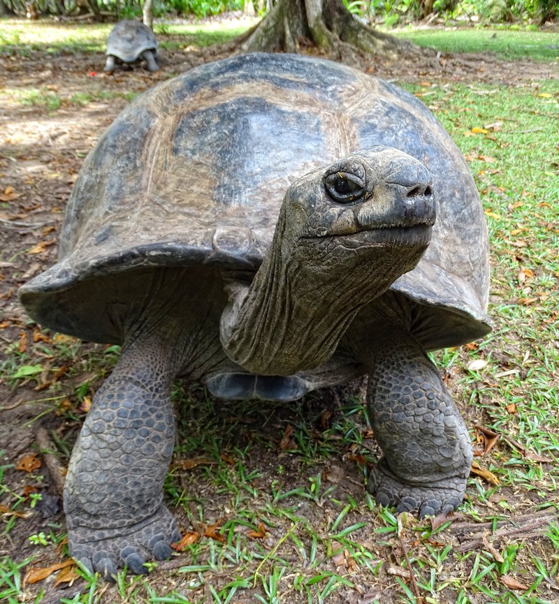 Aldabra giant tortoise Curieuse Island