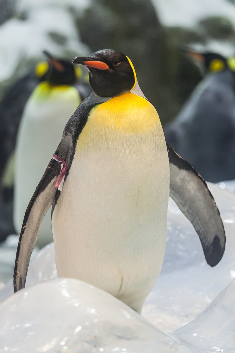 Loro Parque — wildlife park