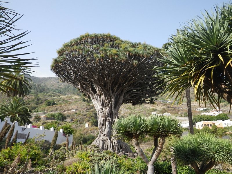 Drago Milenario dragon tree