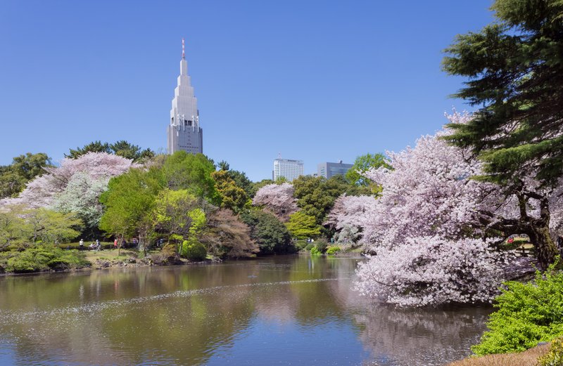 Shinjuku Gyoen — Cherry blossom