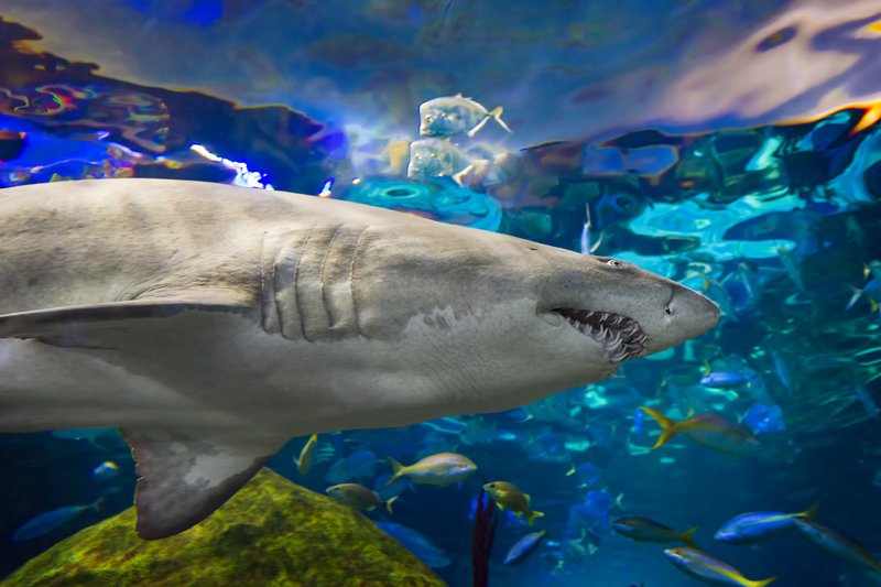 Ripley's Aquarium of Canada