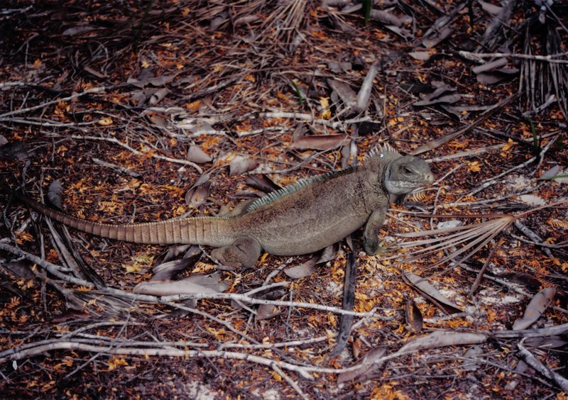 Turks and Caicos rock iguana on Little Water Cay