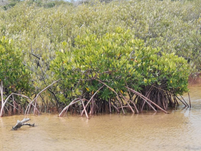 Mangrove wetlands at Frenchman's Creek Nature Reserve, Providenciales