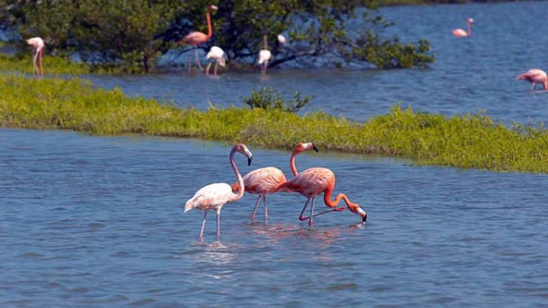 West Indian flamingos at Flamingo Pond, North Caicos