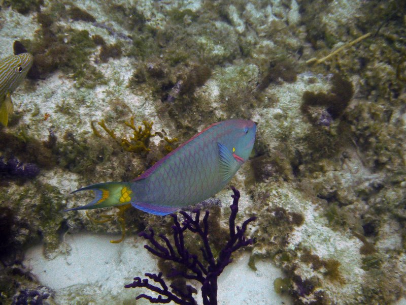 Stoplight parrotfish over the reef at Coral Gardens, Providenciales