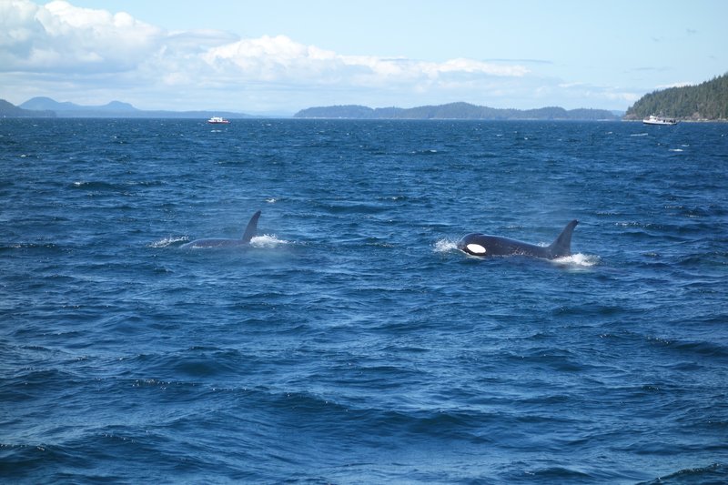 Orca killer whale