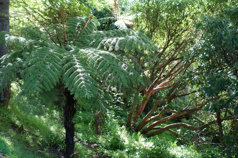 Wellington Botanic Garden