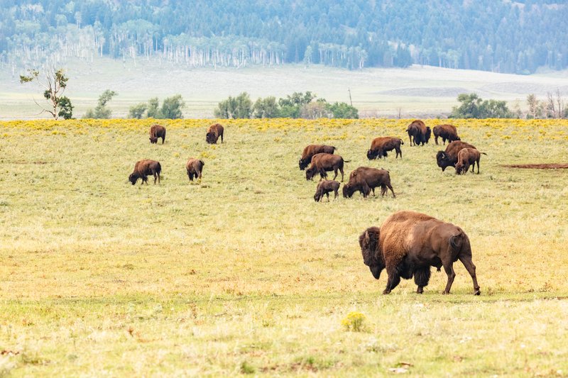 Lamar Valley wolves and wildlife