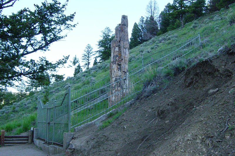 Petrified Tree fossil redwood