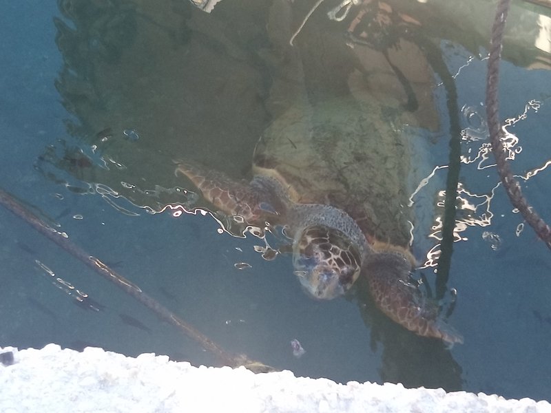 Loggerhead sea turtle, Laganas Bay