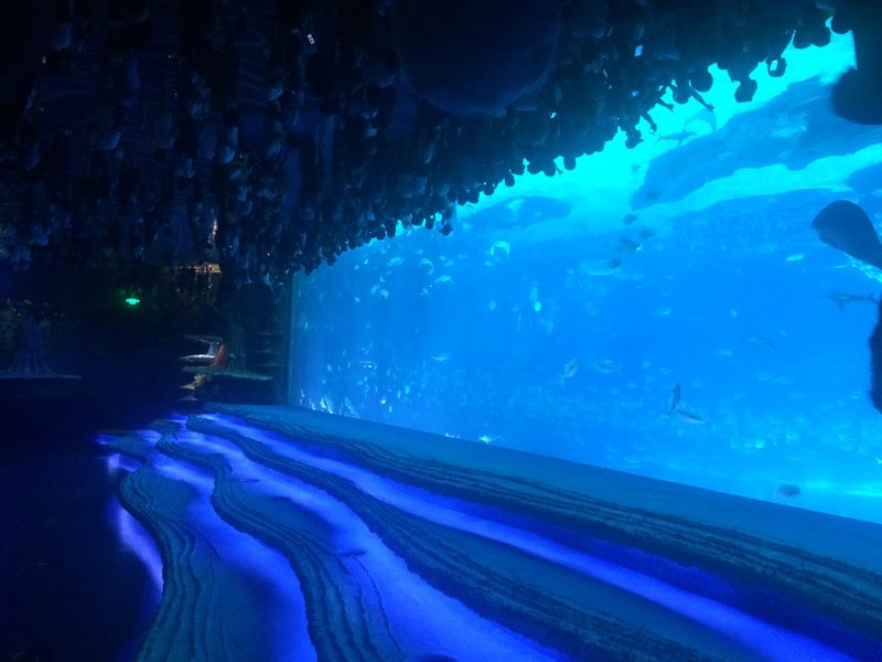 Whale shark aquarium habitat at Chimelong Ocean Kingdom