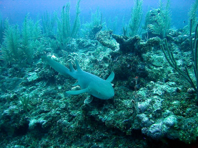 Nurse shark swimming over the reef near Ambergris Caye, Belize