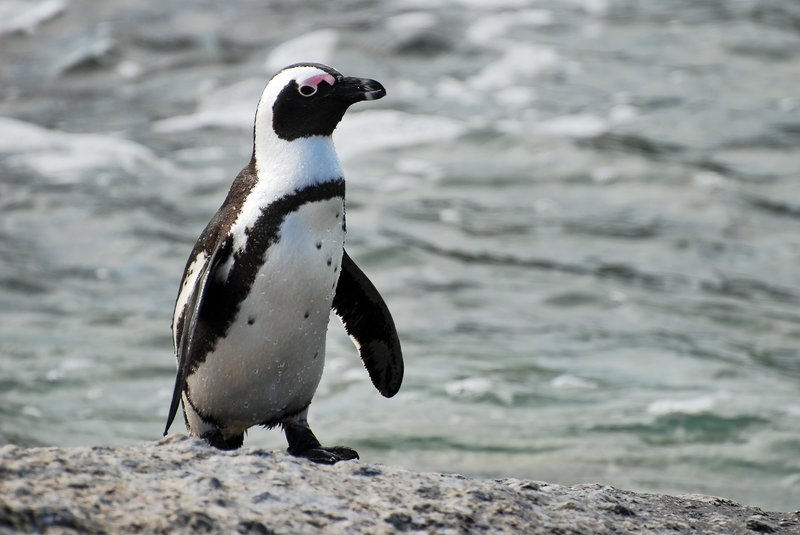 African penguins on the boardwalk at Boulders Beach