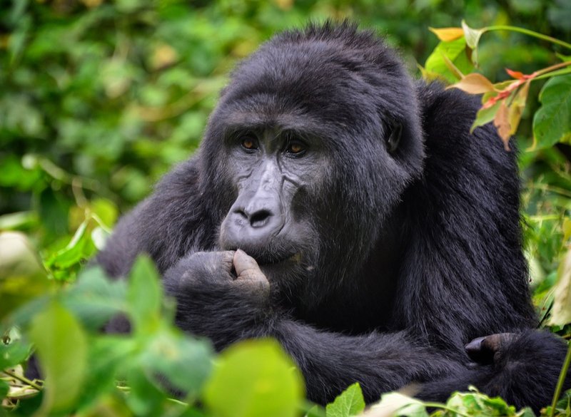 Mountain gorilla in Bwindi Impenetrable National Park