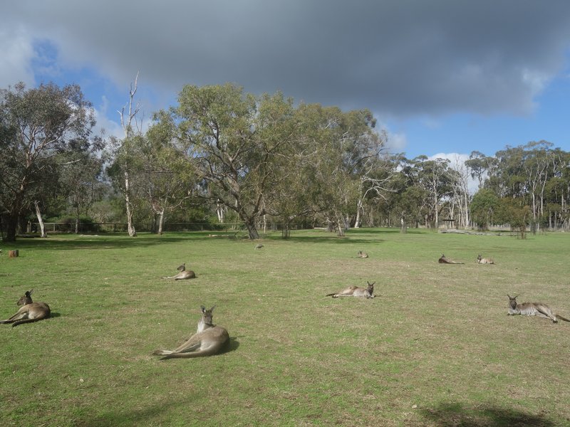 Kangaroos resting on the grass at Cleland Wildlife Park