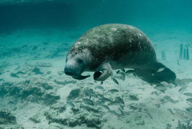 Florida manatee in Crystal River's spring-fed waters