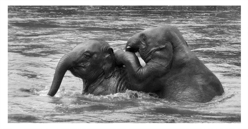 Rescued Asian elephants at Elephant Nature Park