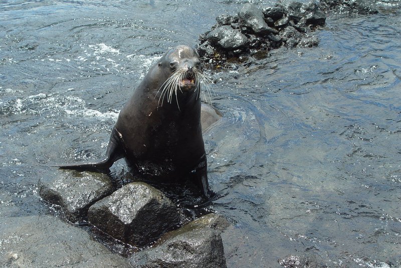 Galápagos sea lion on volcanic rocks at San Cristóbal