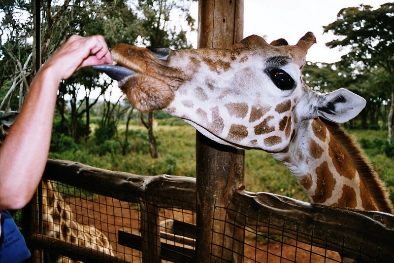 Rothschild's giraffe feeding from an elevated platform, tongue extended