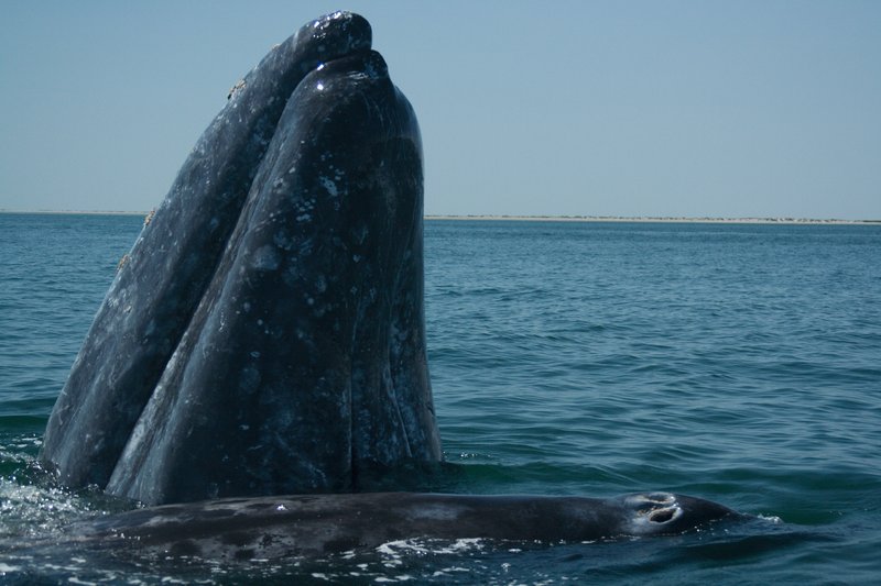 Adult gray whale and calf approaching a boat in Baja California