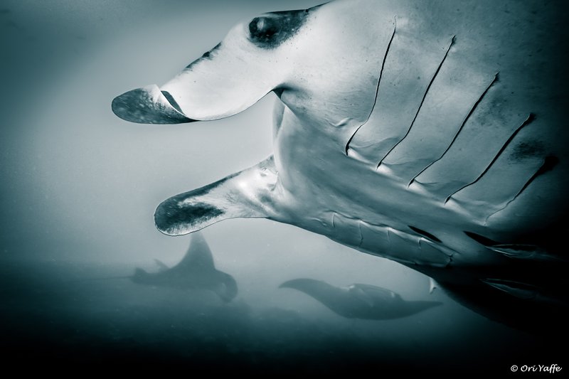 Reef manta rays feeding inside Hanifaru Bay, Maldives