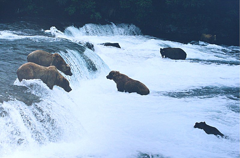 Brown bears fishing for salmon at Brooks Falls
