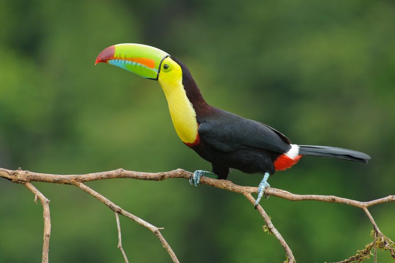Keel-billed toucan perched on a branch in Costa Rica