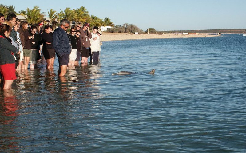 Visitors wading in the shallows as a wild dolphin approaches at Monkey Mia