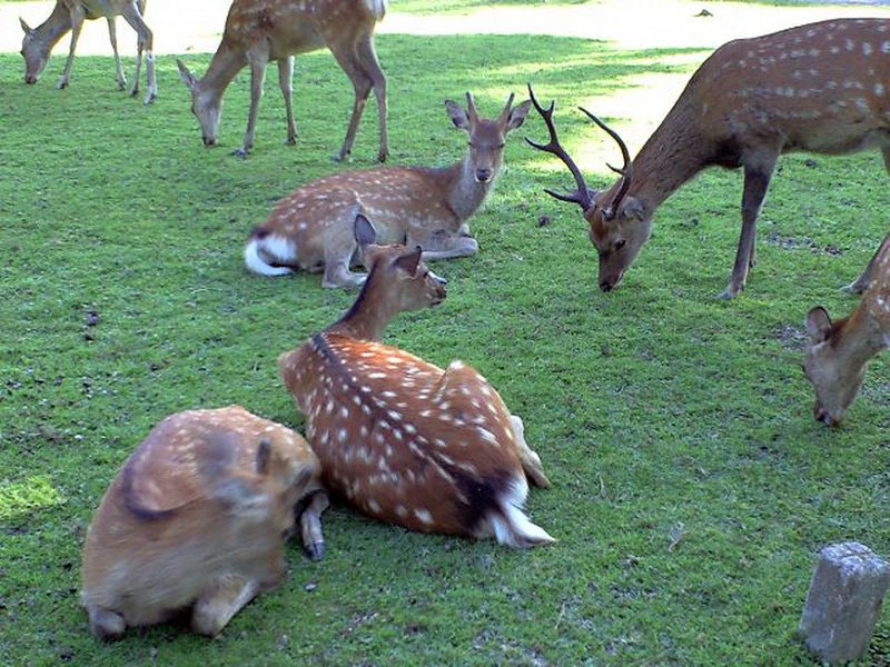 Sika deer resting on the lawns of Nara Park