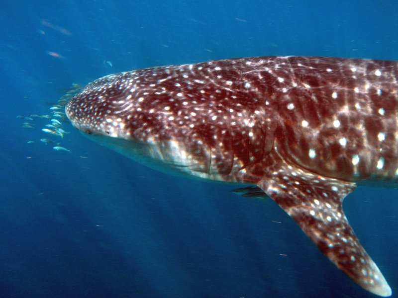 Whale shark swimming in the waters off Ningaloo Reef