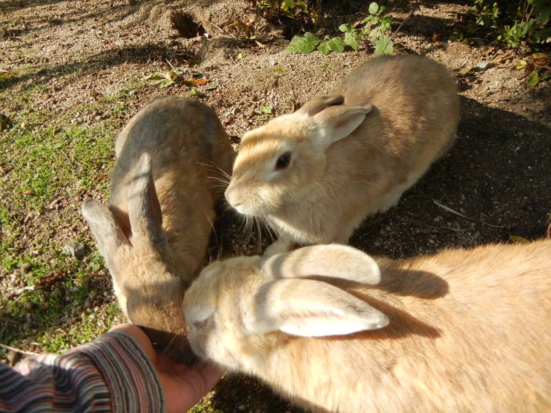Feral rabbits being hand-fed on Ōkunoshima