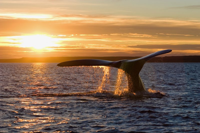 Southern right whale surfacing in the Golfo Nuevo at Península Valdés, Argentina