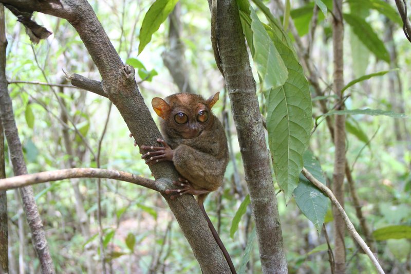 Philippine tarsier at the sanctuary in Corella, Bohol
