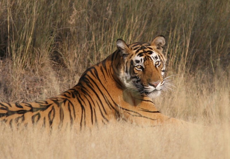 Bengal tiger reclining in Ranthambore National Park, Rajasthan