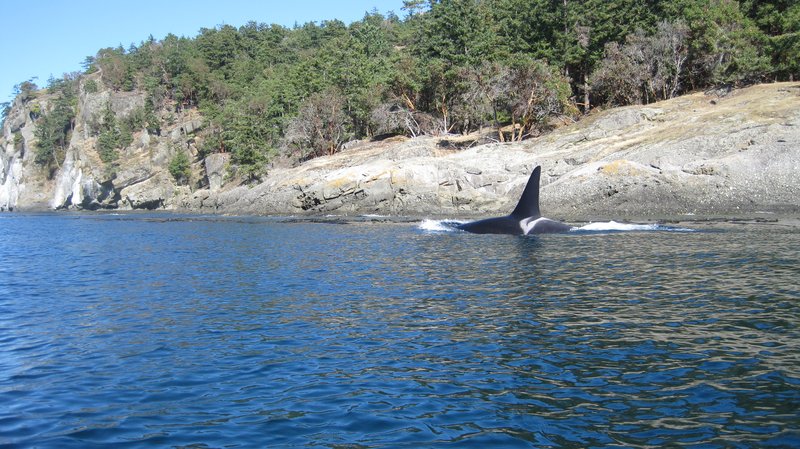 Orca surfacing near the San Juan Islands
