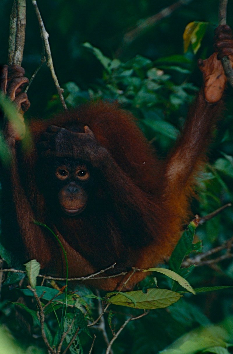 Bornean orangutan at Sepilok Rehabilitation Centre