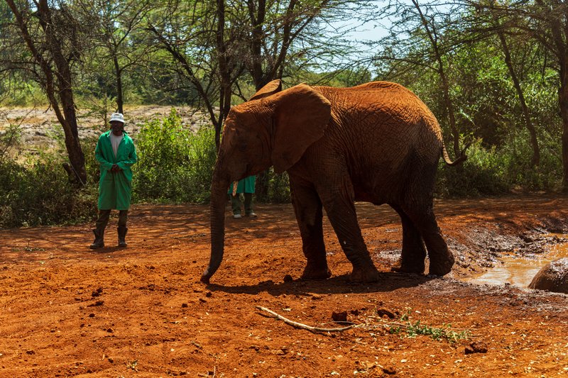 Orphaned elephants and keepers at a watering hole in Nairobi National Park