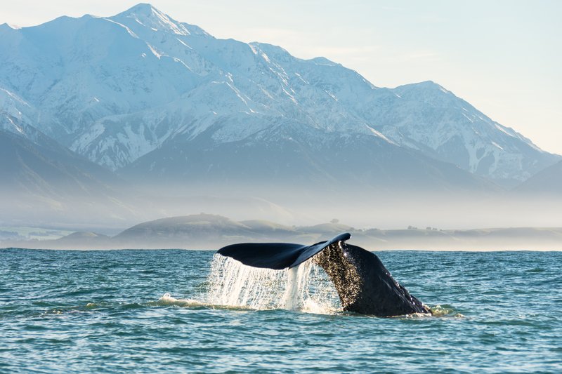 Sperm whale diving off the Kaikōura coast