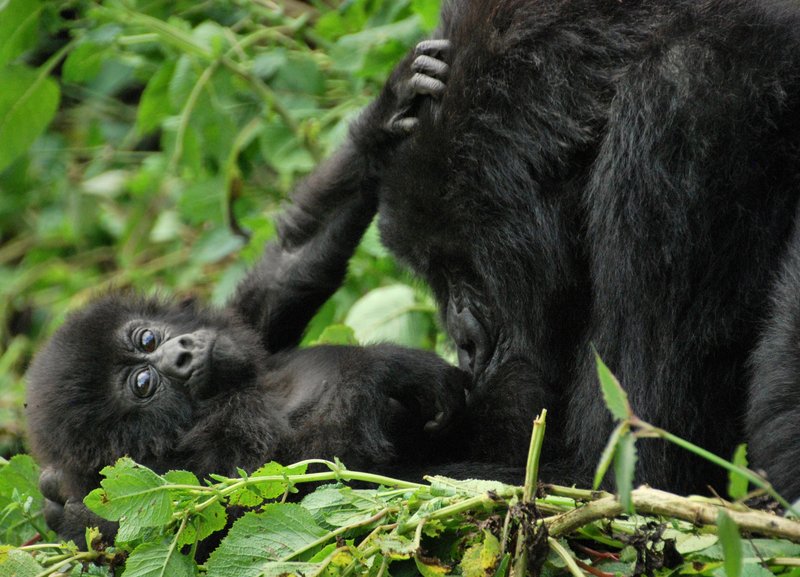 Mountain gorilla mother and infant in Volcanoes National Park, Rwanda