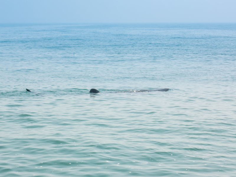 Snorkeler swimming alongside a whale shark off Isla Holbox
