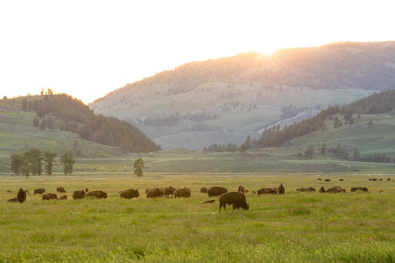 Bison herd in Yellowstone's Lamar Valley