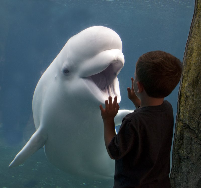 Beluga whale greeting a child at Mystic Aquarium